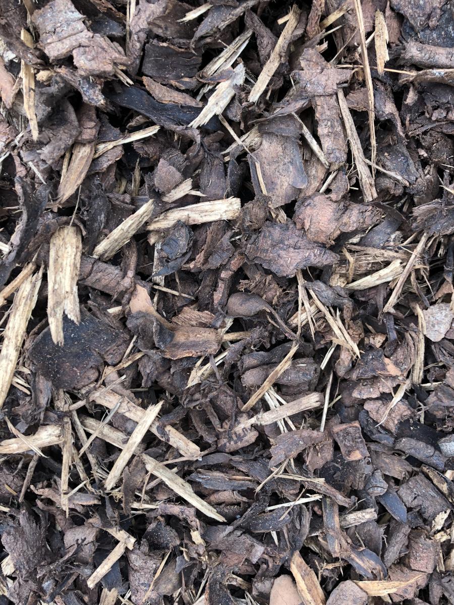 Forest Bark